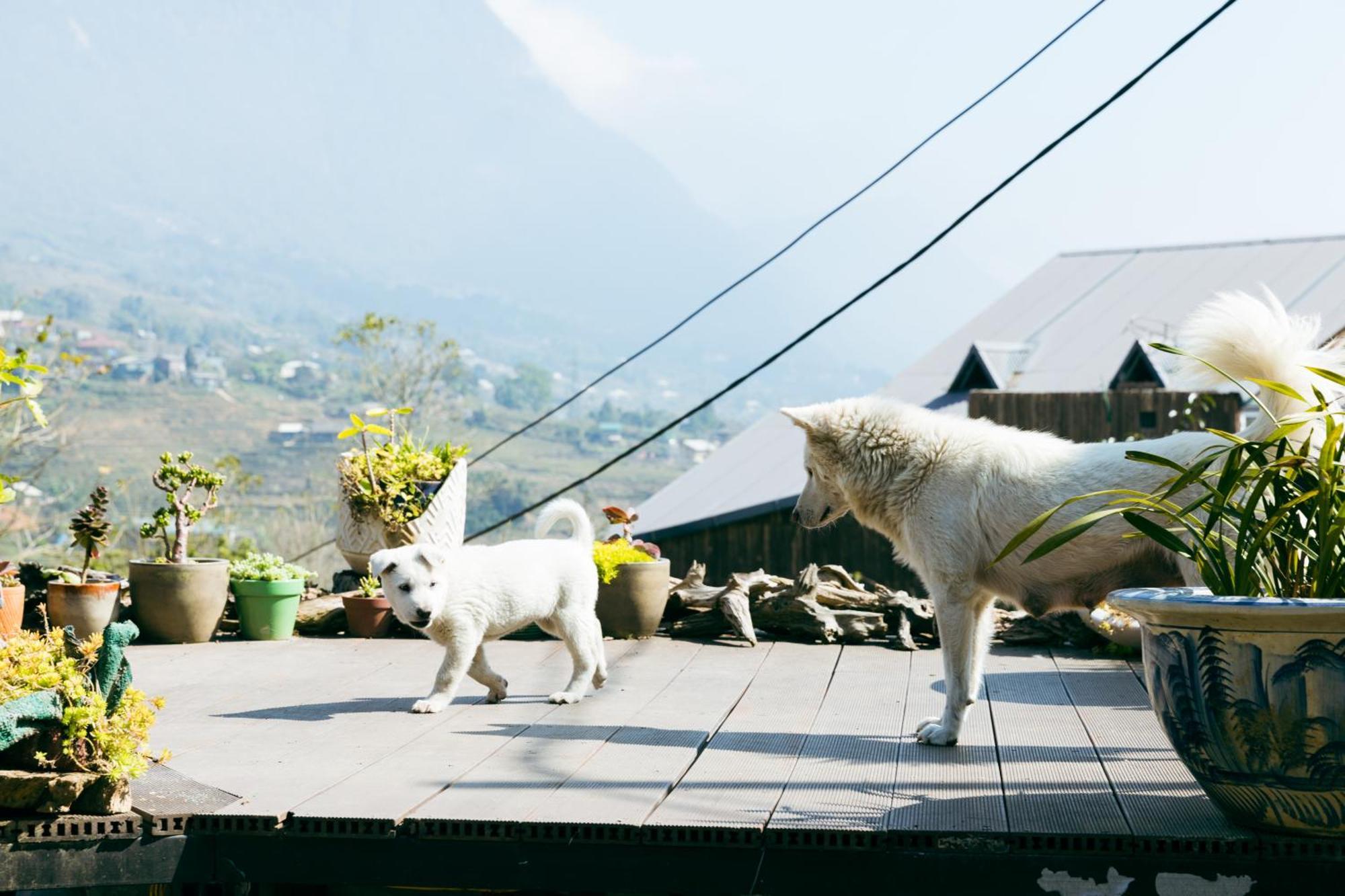 Отель Sapa Plum Eco House Экстерьер фото
